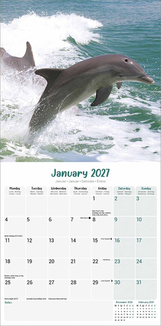 Avonside Kalender 27 Dolphins as
