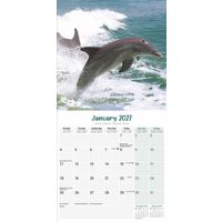 Avonside Kalender 27 Dolphins as