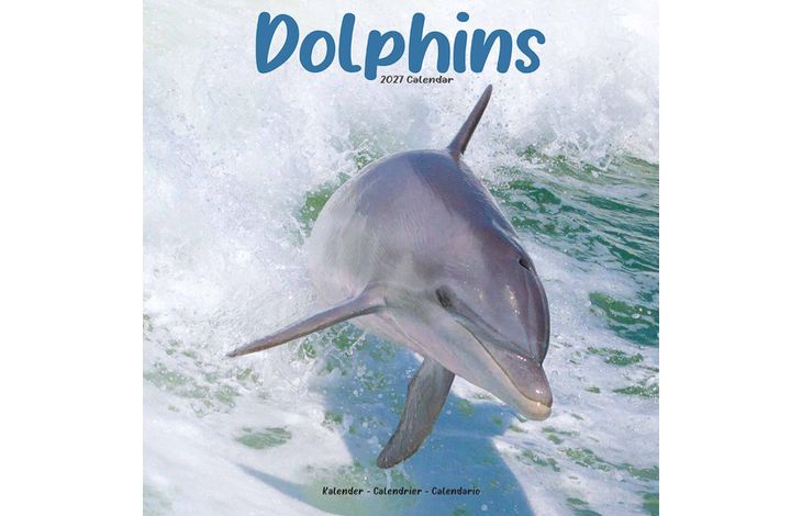 Avonside Kalender 27 Dolphins as