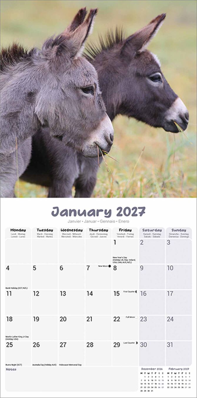 Avonside Kalender 27 Donkeys as