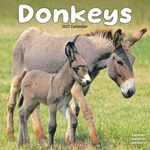 Kalender 27 Donkeys as