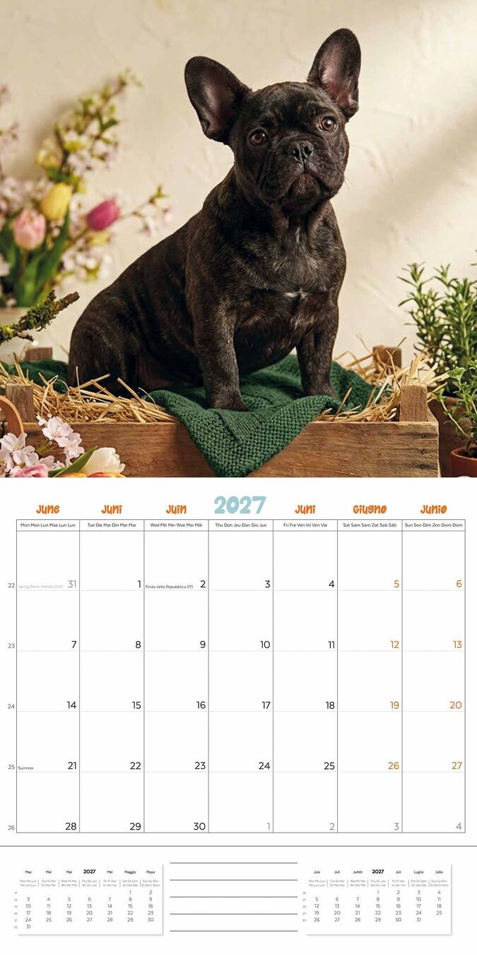 Plenty Gifts Kalender 27 Frenchies Studio pg