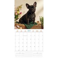 Plenty Gifts Kalender 27 Frenchies Studio pg