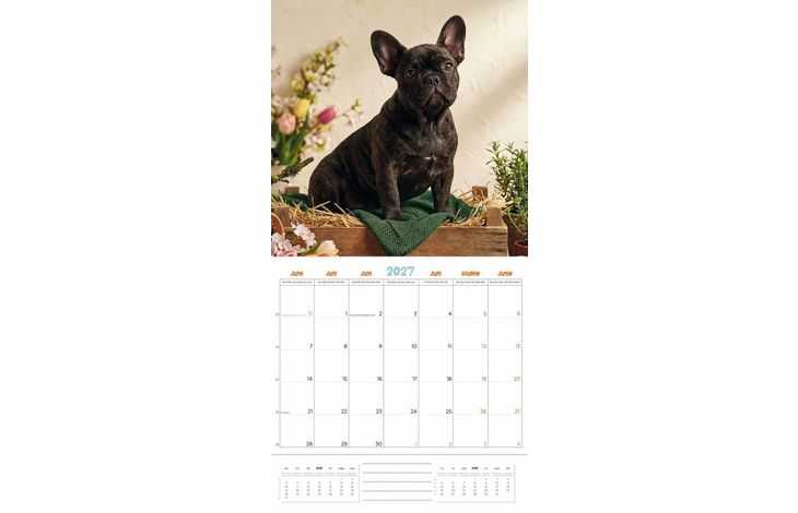 Plenty Gifts Kalender 27 Frenchies Studio pg