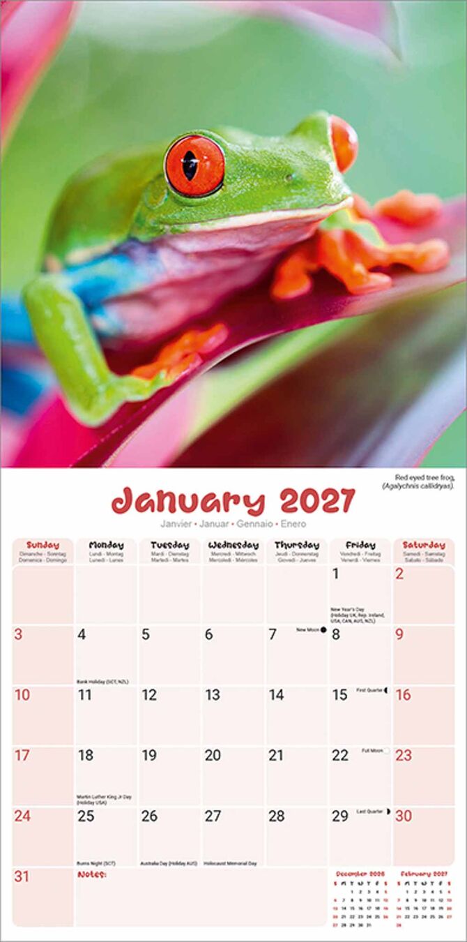 Avonside Kalender 27 Frogs as