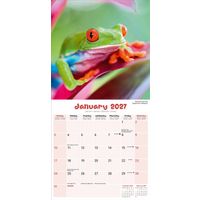 Avonside Kalender 27 Frogs as