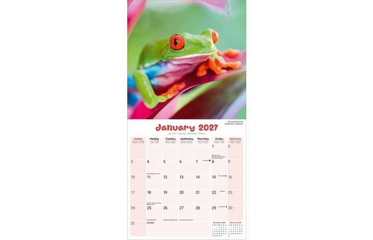Avonside Kalender 27 Frogs as