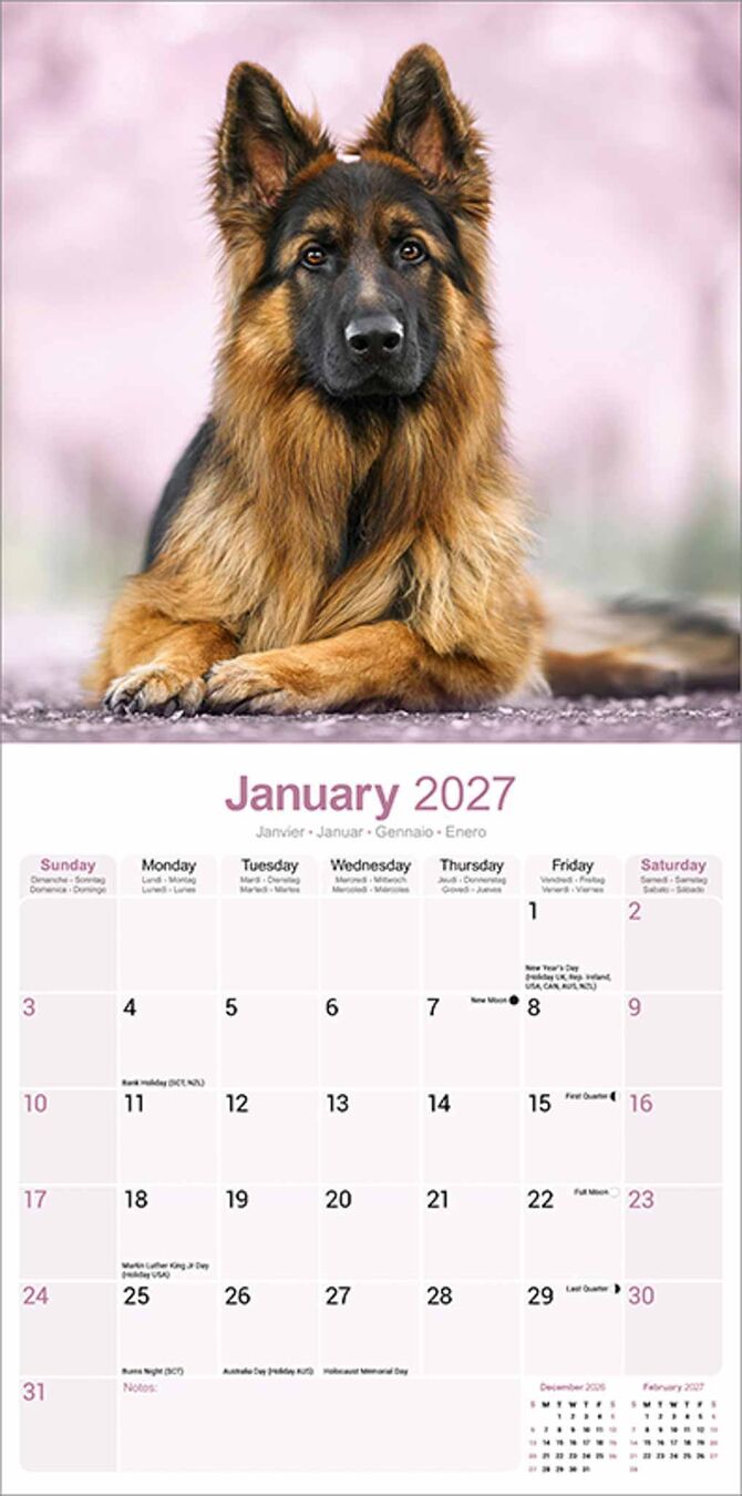 Avonside Kalender 27 German Shepherds as