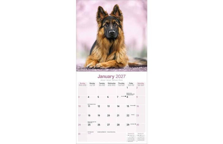 Avonside Kalender 27 German Shepherds as