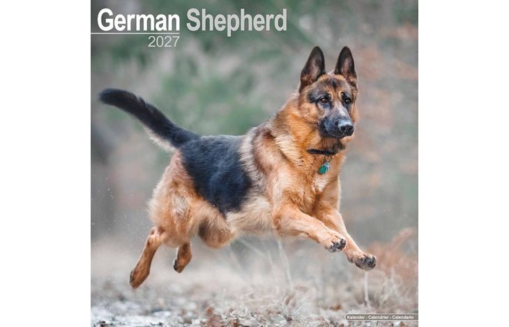 Avonside Kalender 27 German Shepherds as