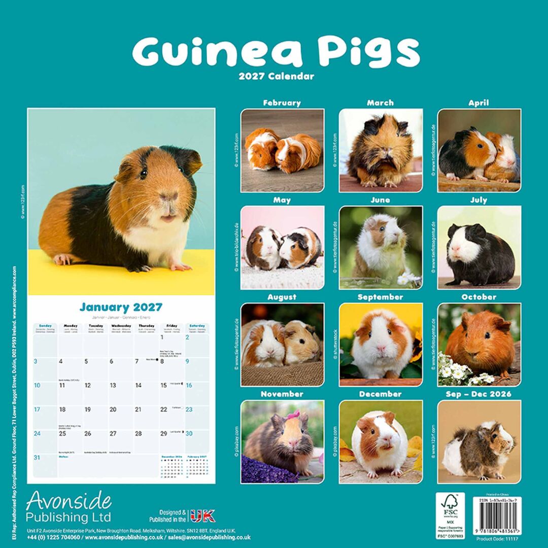 Avonside Kalender 27 Guinea Pigs as