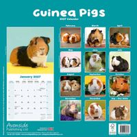 Avonside Kalender 27 Guinea Pigs as