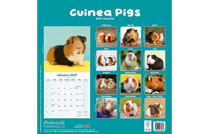 Avonside Kalender 27 Guinea Pigs as