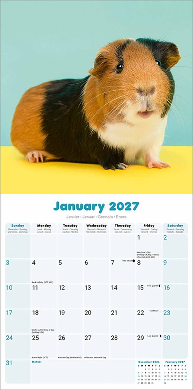Avonside Kalender 27 Guinea Pigs as