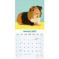 Avonside Kalender 27 Guinea Pigs as