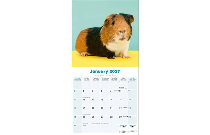 Avonside Kalender 27 Guinea Pigs as