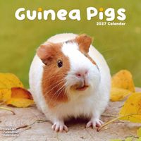 Avonside Kalender 27 Guinea Pigs as