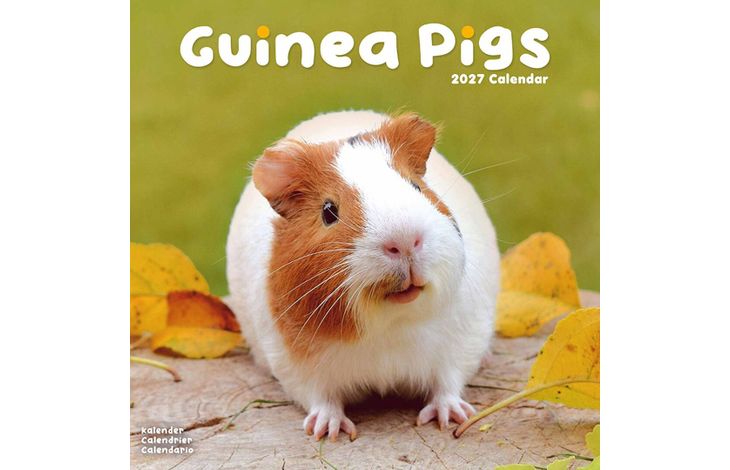Avonside Kalender 27 Guinea Pigs as