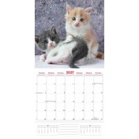 Plenty Gifts Kalender 27 Kittens pg
