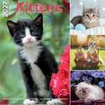 Kalender 27 Kittens pg