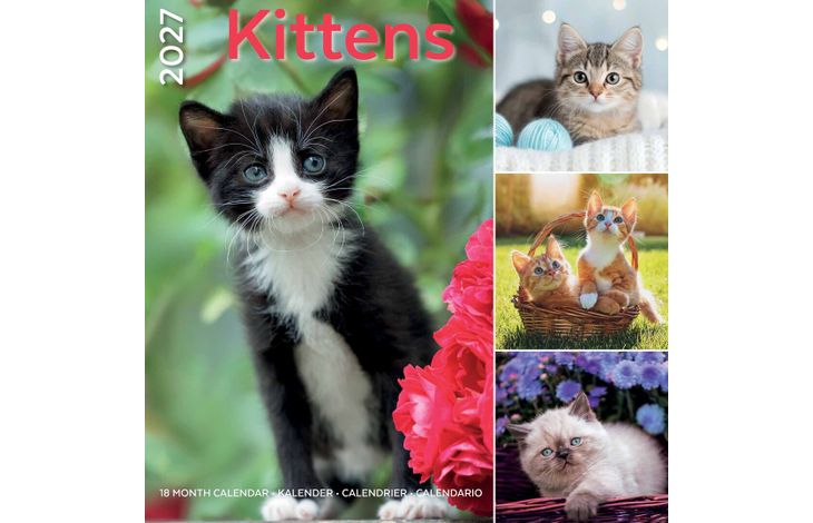 Plenty Gifts Kalender 27 Kittens pg