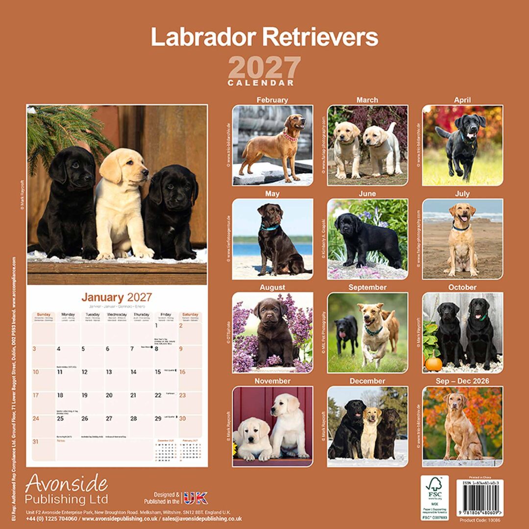 Avonside Kalender 27 Lab Retrievers as
