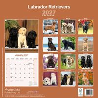 Avonside Kalender 27 Lab Retrievers as