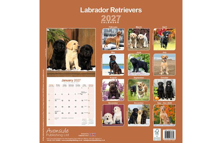 Avonside Kalender 27 Lab Retrievers as