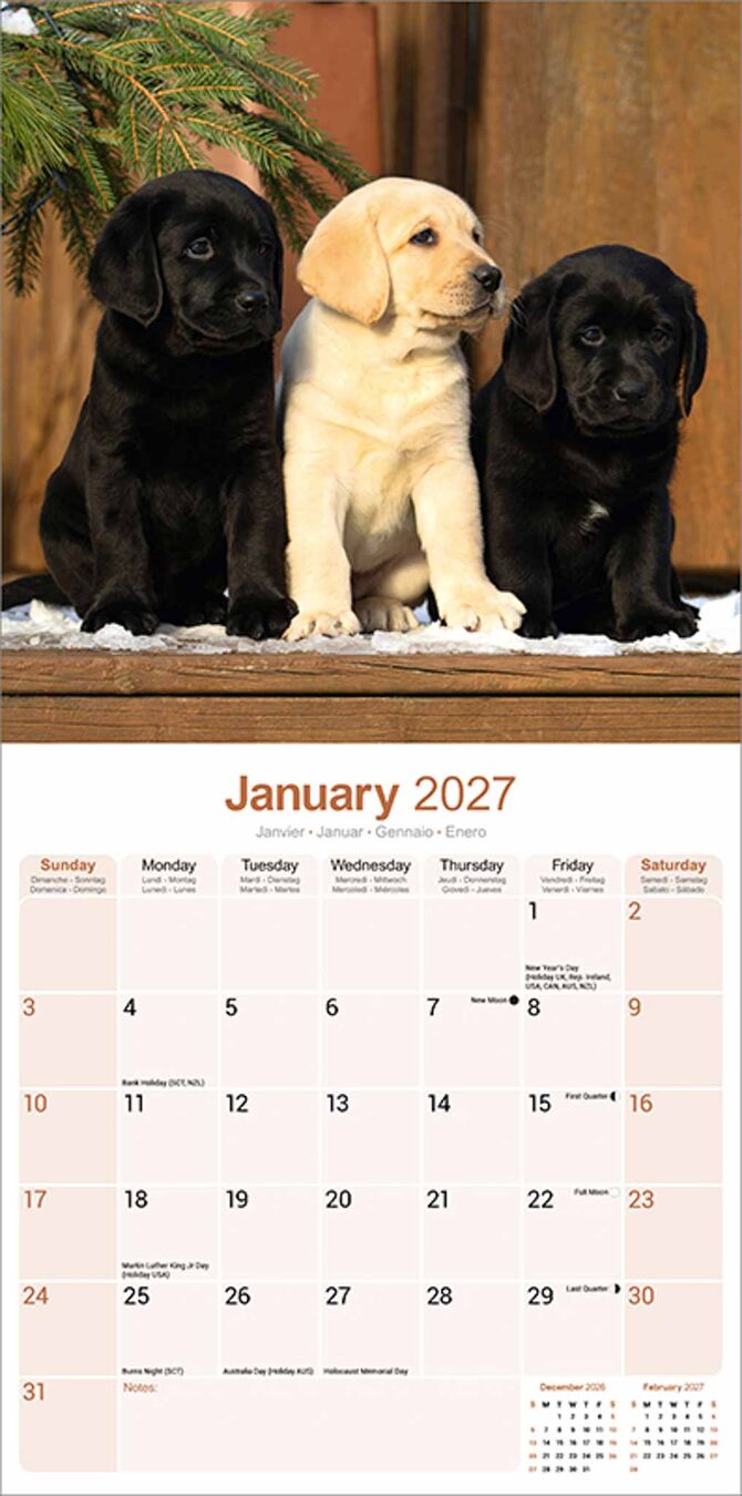 Avonside Kalender 27 Lab Retrievers as