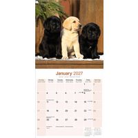 Avonside Kalender 27 Lab Retrievers as