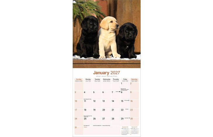 Avonside Kalender 27 Lab Retrievers as