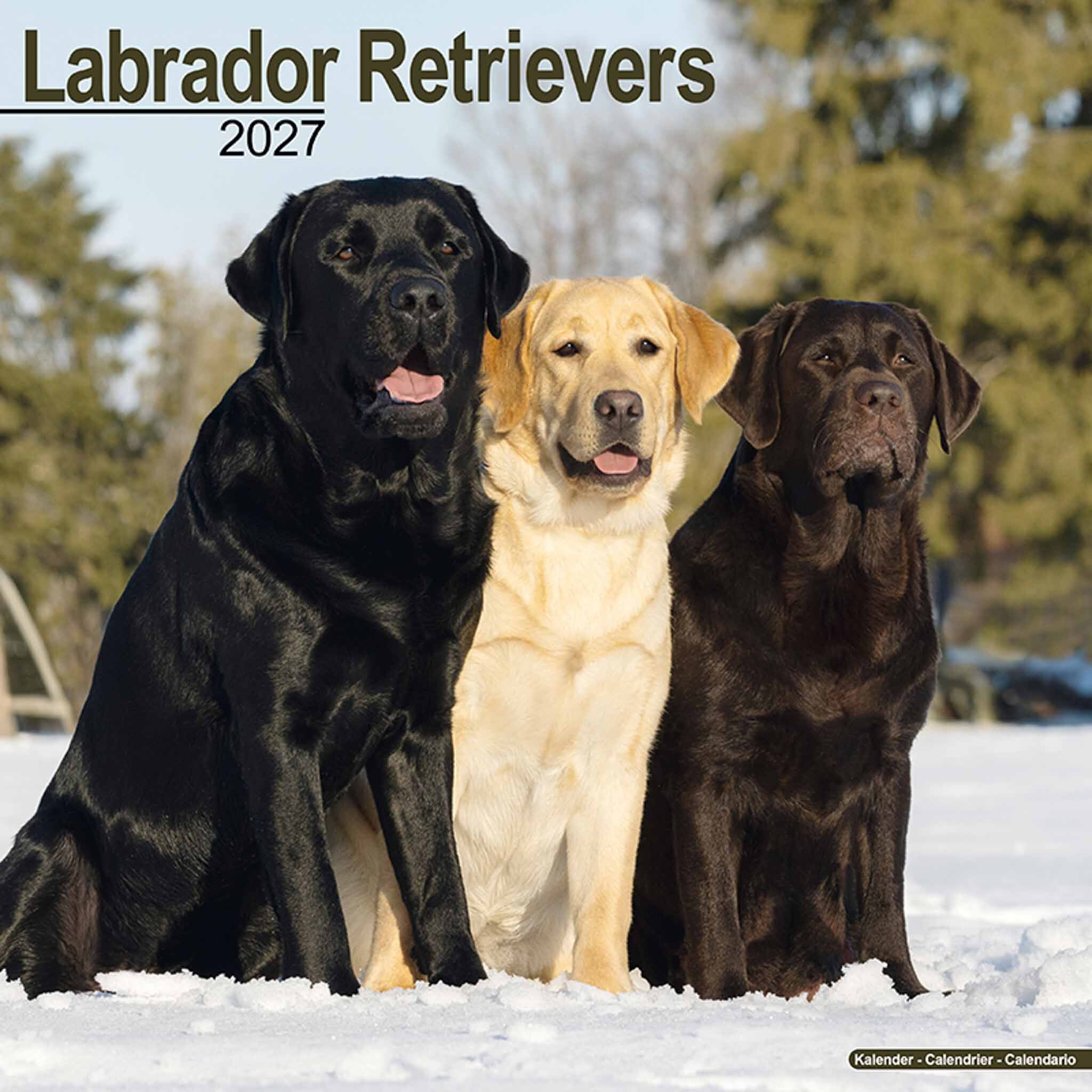 Avonside Kalender 27 Lab Retrievers as