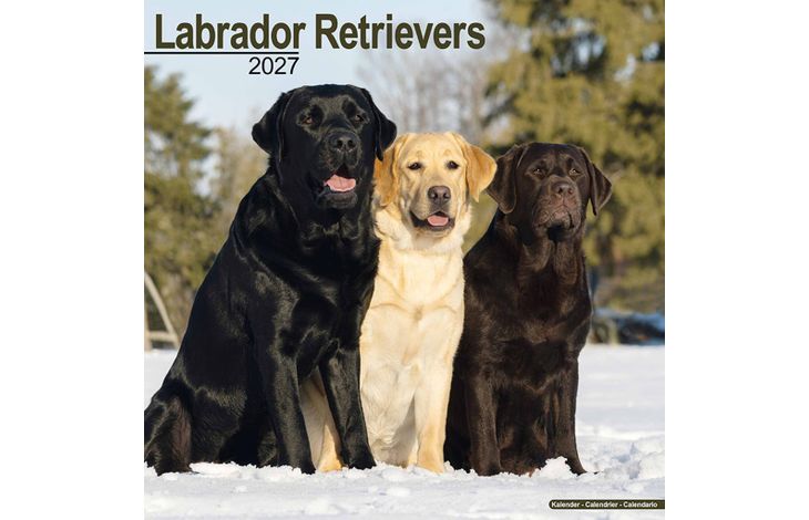 Avonside Kalender 27 Lab Retrievers as