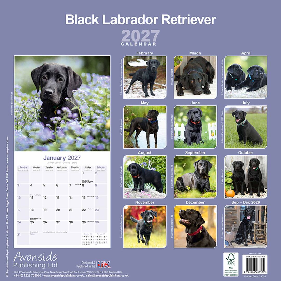 Avonside Kalender 27 Lab Retrievers Black as