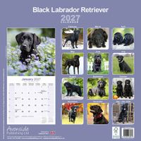 Avonside Kalender 27 Lab Retrievers Black as