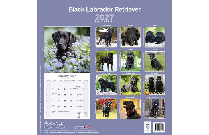 Avonside Kalender 27 Lab Retrievers Black as