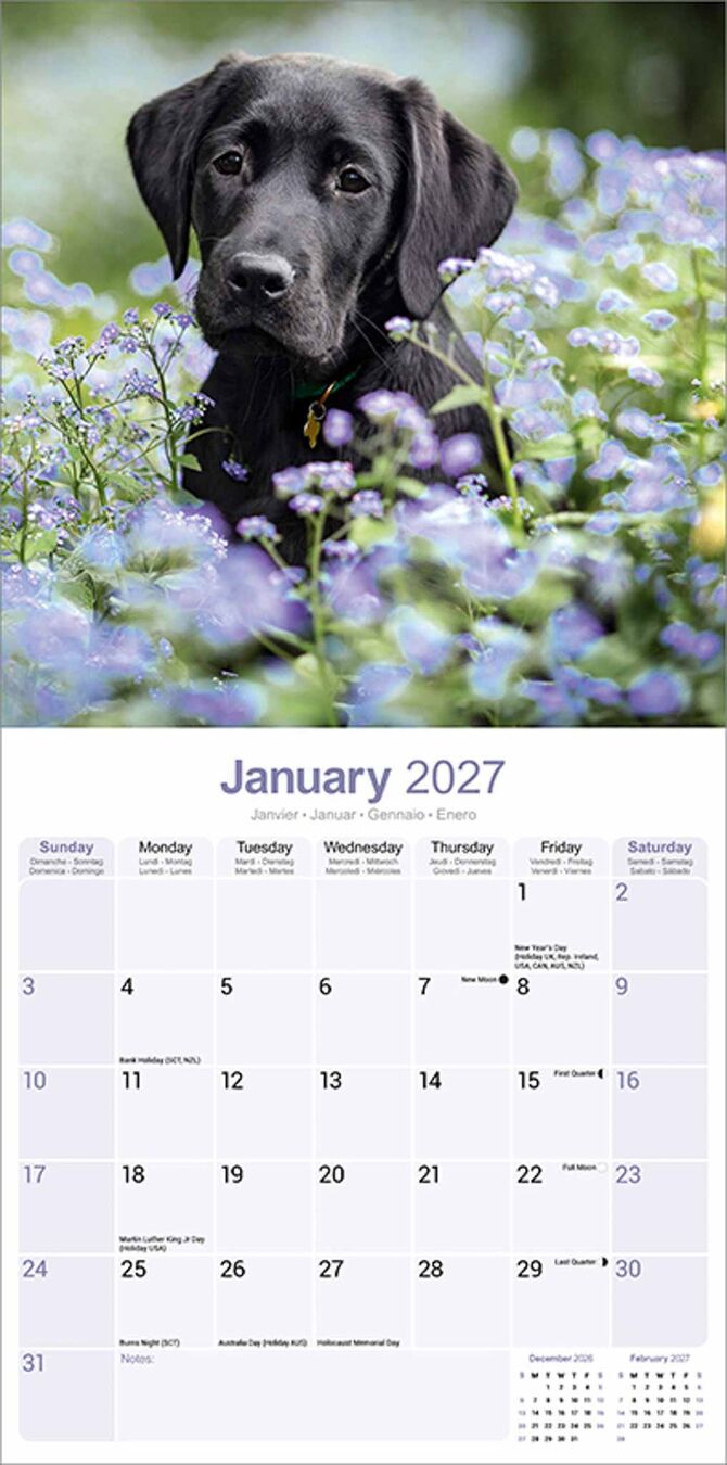 Avonside Kalender 27 Lab Retrievers Black as