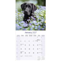 Avonside Kalender 27 Lab Retrievers Black as