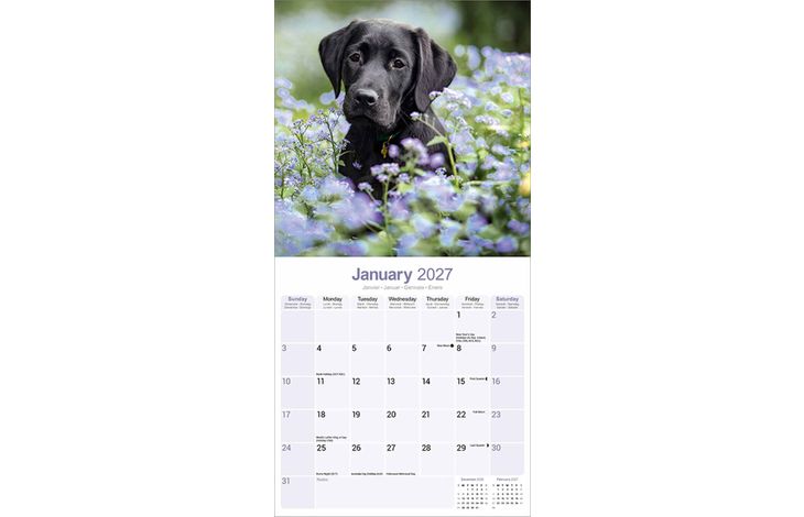 Avonside Kalender 27 Lab Retrievers Black as