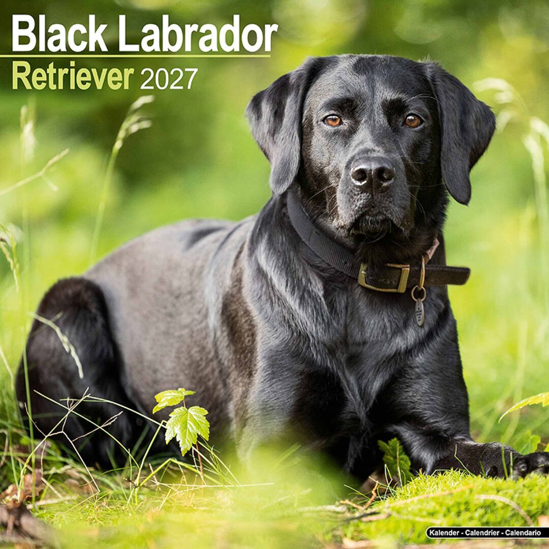 Avonside Kalender 27 Lab Retrievers Black as