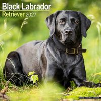 Avonside Kalender 27 Lab Retrievers Black as