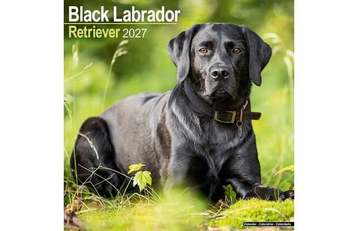 Avonside Kalender 27 Lab Retrievers Black as
