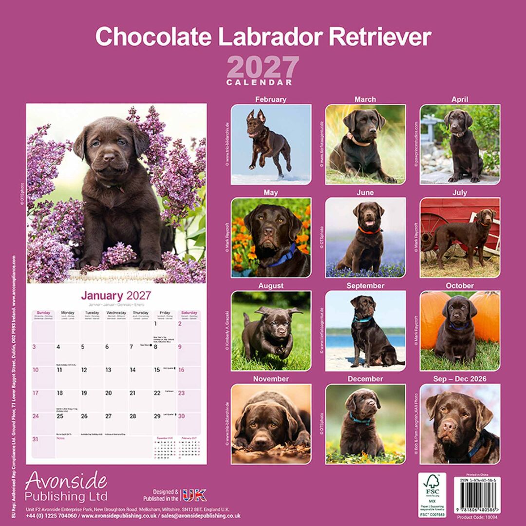 Avonside Kalender 27 Lab Retrievers Choc as