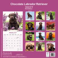 Avonside Kalender 27 Lab Retrievers Choc as