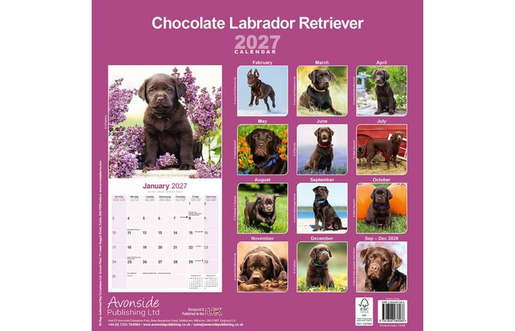 Avonside Kalender 27 Lab Retrievers Choc as