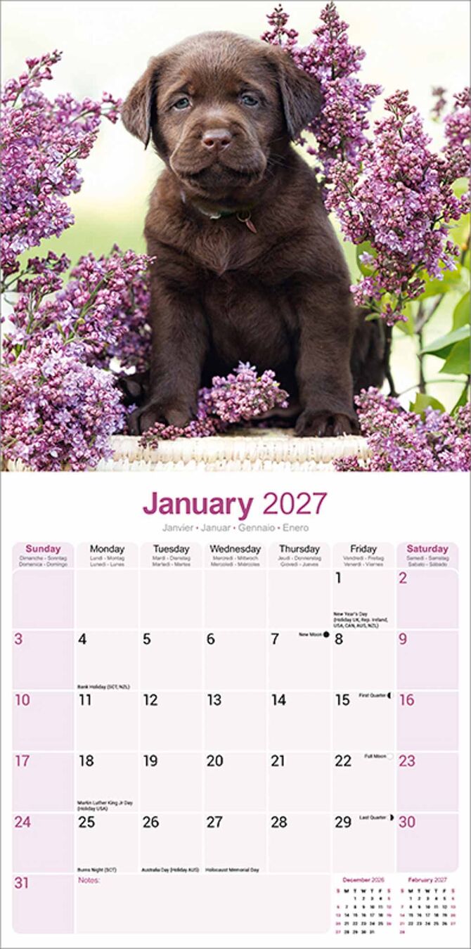 Avonside Kalender 27 Lab Retrievers Choc as