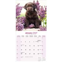 Avonside Kalender 27 Lab Retrievers Choc as
