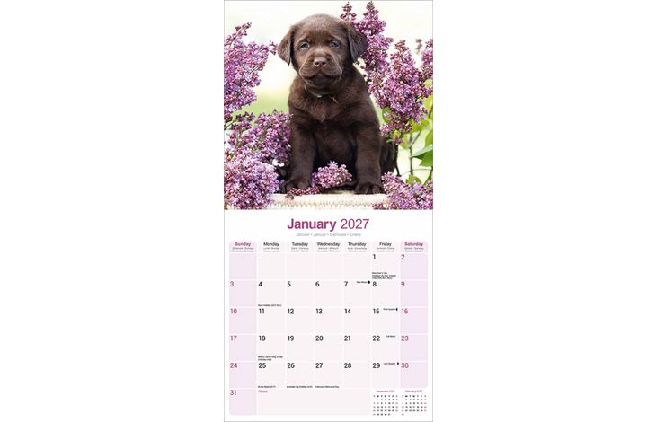 Avonside Kalender 27 Lab Retrievers Choc as