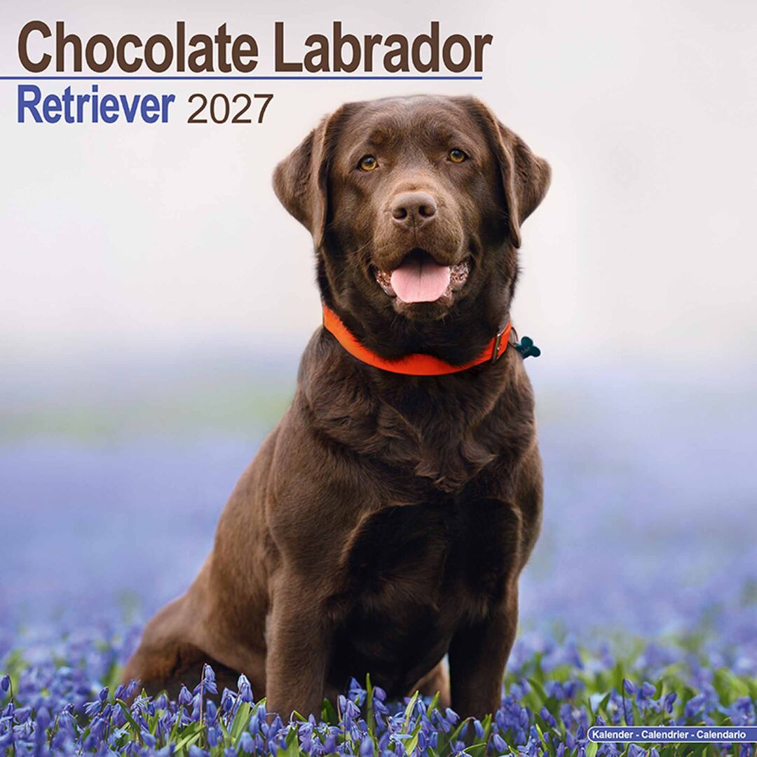 Avonside Kalender 27 Lab Retrievers Choc as