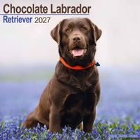 Avonside Kalender 27 Lab Retrievers Choc as